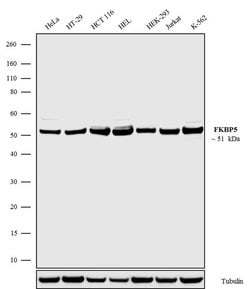 Invitrogen FKBP5 Recombinant Superclonal Antibody (6HCLC) 100 &mu;g; Unconjugated:Antibodies,