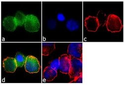 Invitrogen IRF5 Recombinant Superclonal Antibody (7 HCLC) 100 &mu;g; Unconjugated:Antibodies,