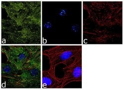 Invitrogen&trade;&nbsp;Laminin-221 Recombinant Superclonal&trade; Antibody (17HCLC)