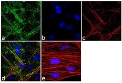 Invitrogen Laminin-221 Recombinant Superclonal Antibody (17HCLC) 100 &mu;g | Buy Online | Invitrogen&trade; | Fisher Scientific