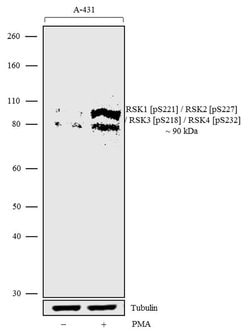Invitrogen Phospho-RSK Pan (Ser221, Ser227, Ser218, Ser232) Recombinant