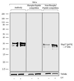 Phospho-HSP27 (Ser78) Recombinant Polyclonal Antibody (4HCLC), Invitrogen 100 &mu;g | Buy Online | Invitrogen | Fisher Scientific