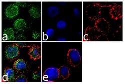Invitrogen CX3CR1 Recombinant Superclonal Antibody (1HCLC) 100 &mu;g; Unconjugated:Antibodies,