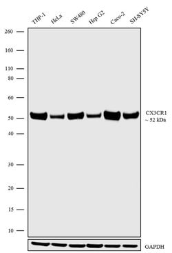 Invitrogen CX3CR1 Recombinant Superclonal Antibody (1HCLC) 100 &mu;g; Unconjugated:Antibodies,