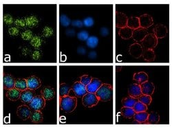 Invitrogen IRF8 Recombinant Superclonal Antibody (24HCLC) 100 &mu;g; Unconjugated:Antibodies,