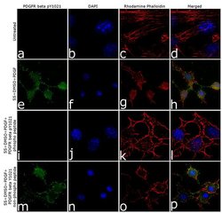 Phospho-PDGFRB (Tyr1021) Recombinant Polyclonal Antibody (6HCLC), Invitrogen