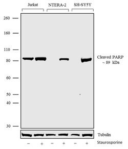 PARP1 Recombinant Polyclonal Antibody (8HCLC), Invitrogen 100 &mu;g; Unconjugated:Antibodies,