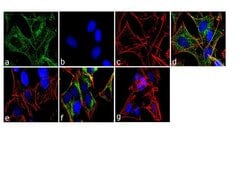 Invitrogen Phospho-CaMKII (Thr305,Thr306) Recombinant Superclonal Antibody