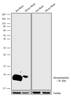 Invitrogen Phospho-Phospholamban (Ser16, Thr17) Recombinant Superclonal