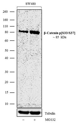 Phospho-beta Catenin (Ser33, Ser37) Recombinant Superclonal Antibody (4HCLC):Antibodies,