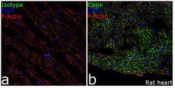 Invitrogen CORIN Recombinant Superclonal Antibody 100 &mu;g; Unconjugated:Antibodies,
