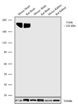 Invitrogen CORIN Recombinant Superclonal Antibody 100 &mu;g; Unconjugated:Antibodies,
