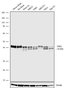 Invitrogen NDE1 Recombinant Superclonal Antibody 100 &mu;g; Unconjugated:Antibodies,