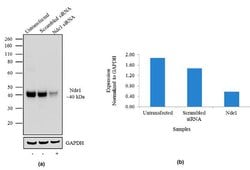 Invitrogen NDE1 Recombinant Superclonal Antibody 100 &mu;g; Unconjugated:Antibodies,