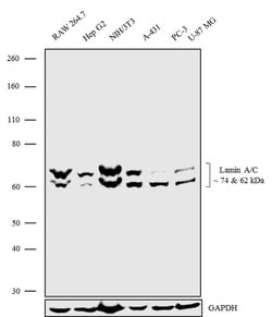 Invitrogen&trade;&nbsp;Lamin A/C Recombinant Superclonal&trade; Antibody (9HCLC)
