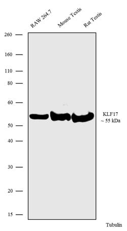 Invitrogen KLF17 Recombinant Superclonal Antibody (7HCLC) 100 &mu;g; Unconjugated:Antibodies,