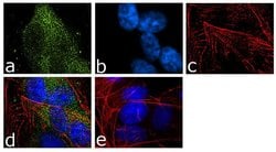 Invitrogen&trade;&nbsp;FMRP Recombinant Superclonal&trade; Antibody (5HCLC)