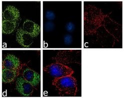 Invitrogen Calbindin D28K Recombinant Superclonal Antibody (15HCLC) 100