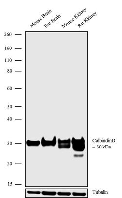 Invitrogen Calbindin D28K Recombinant Superclonal Antibody (15HCLC) 100