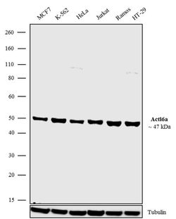 BAF53A Recombinant Polyclonal Antibody (5HCLC), Invitrogen 100 &mu;g; Unconjugated:Antibodies,