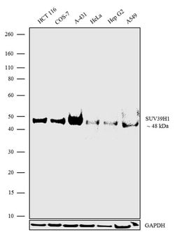 Invitrogen SUV39H1 Recombinant Superclonal Antibody (3HCLC) 100 &mu;g;