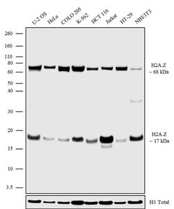 Invitrogen Histone H2A.Z Recombinant Superclonal Antibody 100 &mu;g; Unconjugated:Antibodies,