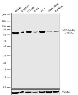 Invitrogen NF2 Recombinant Superclonal Antibody 100 &mu;g; Unconjugated:Anticuerpos