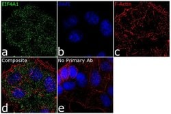 Invitrogen eIF4A1 Recombinant Superclonal Antibody 100 &mu;g; Unconjugated:Antibodies,