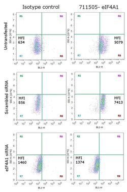 Invitrogen eIF4A1 Recombinant Superclonal Antibody 100 &mu;g; Unconjugated:Antibodies,