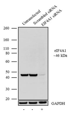 Invitrogen eIF4A1 Recombinant Superclonal Antibody 100 &mu;g; Unconjugated:Antibodies,