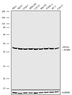 Invitrogen eIF4A1 Recombinant Superclonal Antibody 100 &mu;g; Unconjugated:Antibodies,
