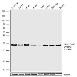 Invitrogen 14-3-3 zeta Recombinant Superclonal Antibody (1HCLC) 100 &mu;g;