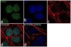 Invitrogen SUZ12 Recombinant Superclonal Antibody 100 &mu;g; Unconjugated:Antibodies,