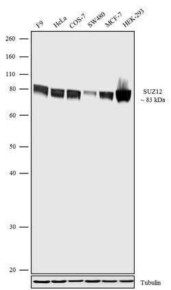 Invitrogen SUZ12 Recombinant Superclonal Antibody 100 &mu;g; Unconjugated:Antibodies,