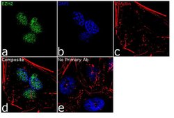 EZH2 Recombinant Polyclonal Antibody, Invitrogen 100&mu;g | Buy Online | Invitrogen | Fisher Scientific