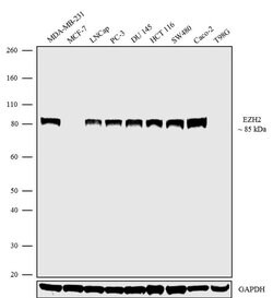 EZH2 Recombinant Polyclonal Antibody, Invitrogen 100&mu;g | Buy Online | Invitrogen | Fisher Scientific