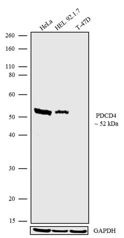 PDCD4 Recombinant Polyclonal Antibody, Invitrogen 100&mu;g | Buy Online | Thermo Scientific | Fisher Scientific