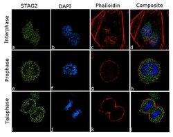 Invitrogen&trade;&nbsp;STAG2 Recombinant Superclonal&trade; Antibody