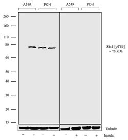 Invitrogen Phospho-MAPKAP1 (Thr86) Recombinant Superclonal Antibody 100 &mu;g | Buy Online | Invitrogen&trade; | Fisher Scientific