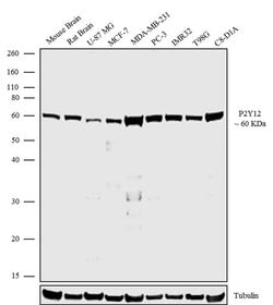 Invitrogen P2Y12 Recombinant Superclonal Antibody 100 &mu;g; Unconjugated:Antibodies,