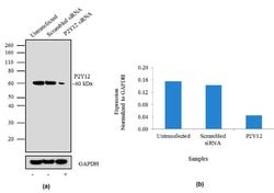 Invitrogen P2Y12 Recombinant Superclonal Antibody 100 &mu;g; Unconjugated:Antibodies,