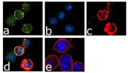 Invitrogen&trade;&nbsp;CTLA-4 Recombinant Superclonal&trade; Antibody (11HCLC)