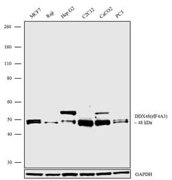 Invitrogen eIF4A3 Recombinant Superclonal Antibody (17HCLC) 100 &mu;g;