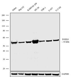 Invitrogen FOXN3 Recombinant Superclonal Antibody (1HCLC) 100 &mu;g | Buy Online | Invitrogen&trade; | Fisher Scientific