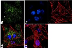 Invitrogen SLC7A11 Recombinant Superclonal Antibody (3HCLC) 100 &mu;g;