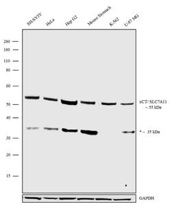 Invitrogen SLC7A11 Recombinant Superclonal Antibody (3HCLC) 100 &mu;g;