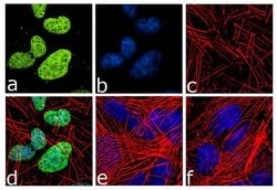 Invitrogen&trade;&nbsp;Neurogenin 2 Recombinant Superclonal&trade; Antibody (15HCLC)