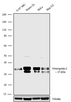 Invitrogen Neurogenin 2 Recombinant Superclonal Antibody (15HCLC) 100 &mu;g | Buy Online | Invitrogen&trade; | Fisher Scientific