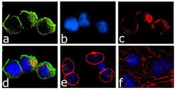 Invitrogen JAK3 Recombinant Superclonal Antibody (7HCLC) 100 &mu;g; Unconjugated:Antibodies,