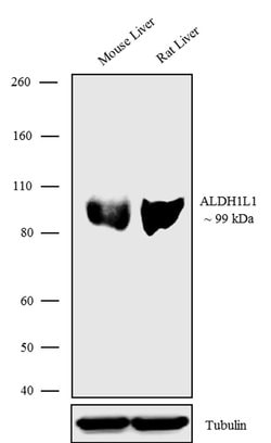 Invitrogen ALDH1L1 Recombinant Superclonal Antibody (19HCLC) 100 &mu;g;